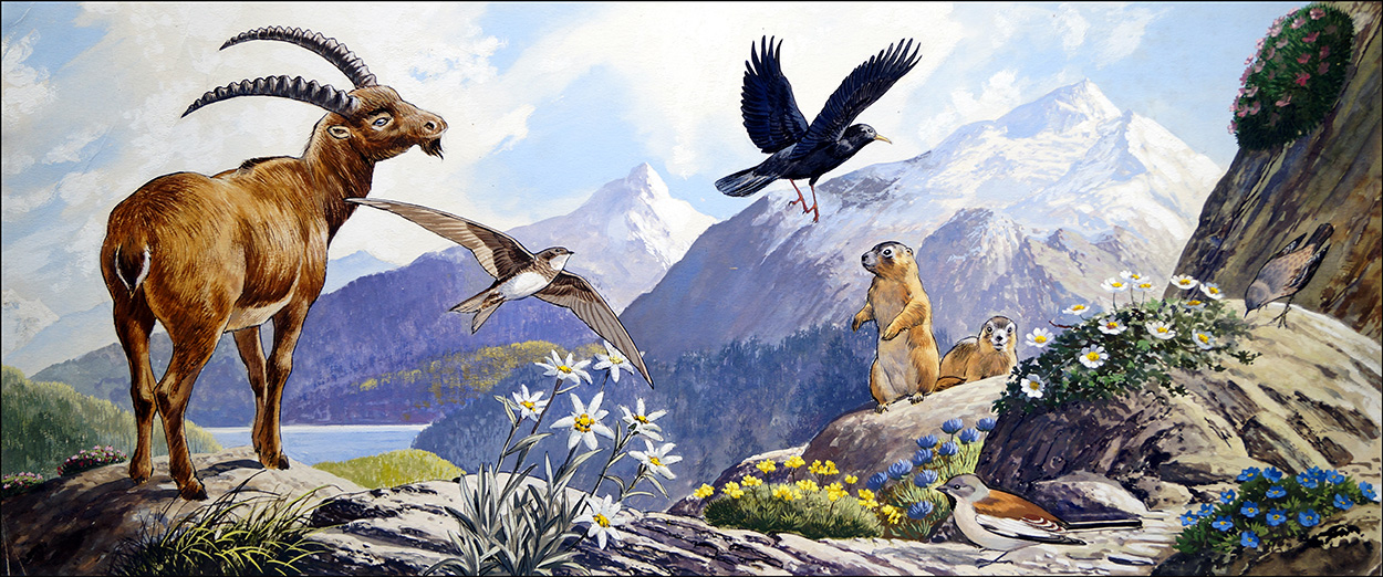 Wildlife of Central Europe (Original) art by G W Backhouse Art at The Illustration Art Gallery