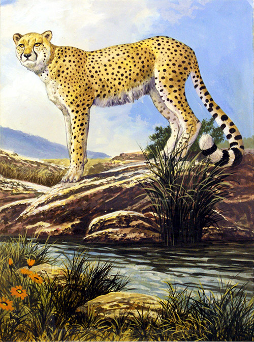 The Cheetah (Original) by G W Backhouse Art at The Illustration Art Gallery