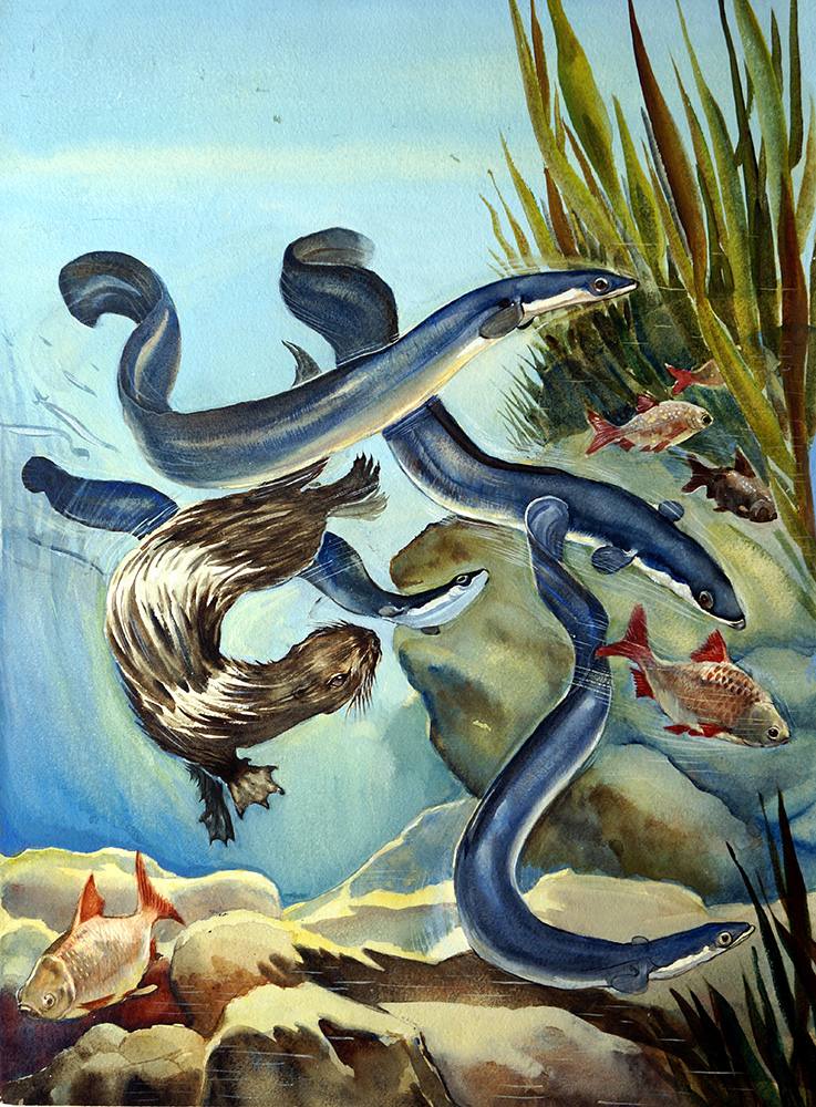 The Eels Amazing Journey (Original) art by G W Backhouse Art at The Illustration Art Gallery