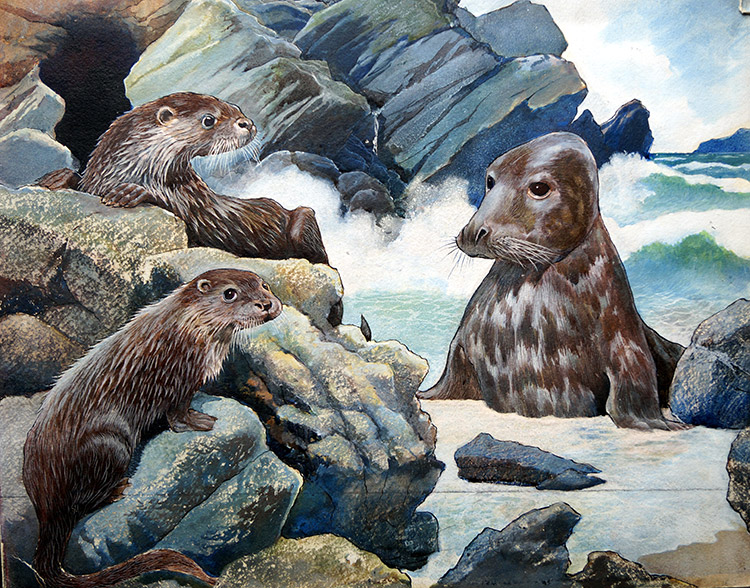 Seal and Sea Otters (Original) by G W Backhouse Art at The Illustration Art Gallery