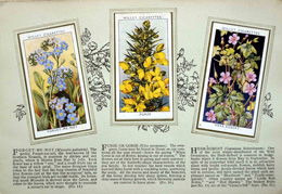 Cigarette cards in album: Set of 50 Wild Flowers (50 cards) 