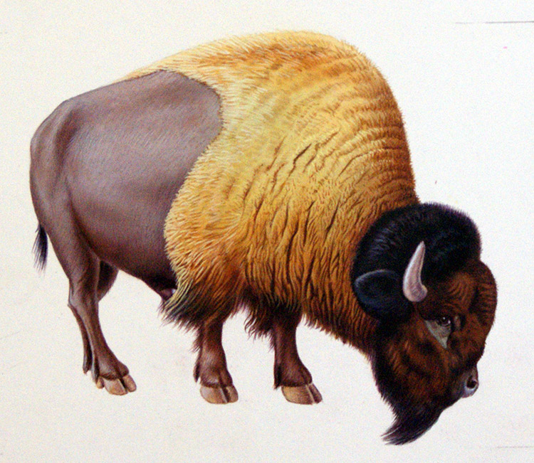 The Bison (Original) by E Hyde Art at The Illustration Art Gallery