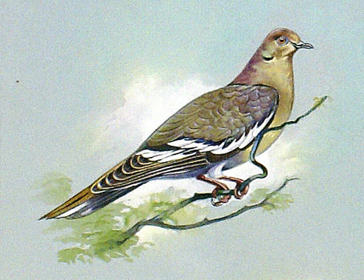 White Winged Dove (West Indies) (Original) by Bert Illoss Art at The Illustration Art Gallery