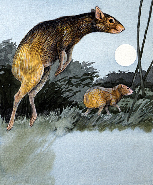 Agouti (Original) by Kenneth Lilly Art at The Illustration Art Gallery