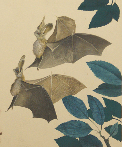 The Long-Eared Bat (Original) by Kenneth Lilly Art at The Illustration Art Gallery