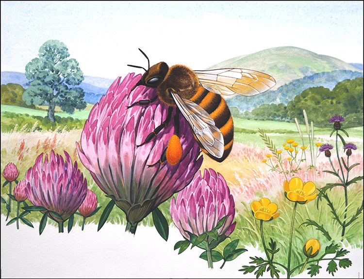 The Honey Bee (Original) by Bernard Long Art at The Illustration Art Gallery