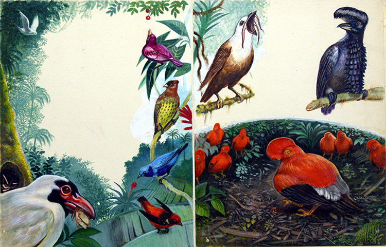 Tropical Birds from South America (Original) (Signed) by L Field Marchant Art at The Illustration Art Gallery
