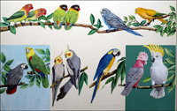 Allsorts of Pretty Parrots (Original)