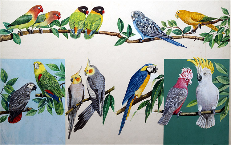 Allsorts of Pretty Parrots (Original) by Ian McIntosh Art at The Illustration Art Gallery