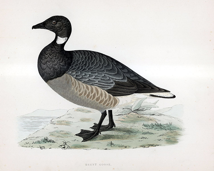 Brent Goose - hand coloured lithograph 1891 (Print) by Beverley R Morris Art at The Illustration Art Gallery