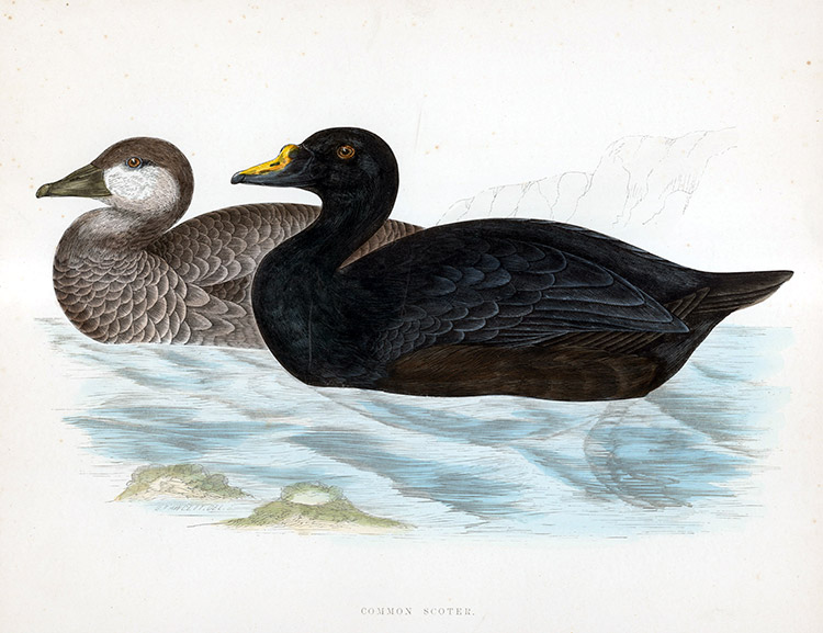Common Scoter - hand coloured lithograph 1891 (Print) by Beverley R Morris Art at The Illustration Art Gallery