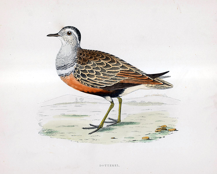 Dotterel - hand coloured lithograph 1891 (Print) by Beverley R Morris Art at The Illustration Art Gallery