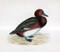 Ferruginos Duck - hand coloured lithograph 1891 (Print)