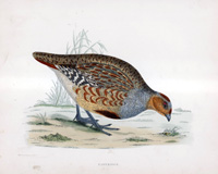 Partridge - hand coloured lithograph 1891 (Print)