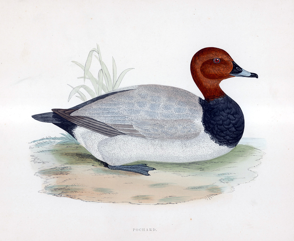 Pochard - hand coloured lithograph 1891 (Print) art by Beverley R Morris Art at The Illustration Art Gallery