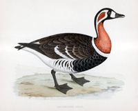 Red Breasted Goose - hand coloured lithograph 1891 (Print)