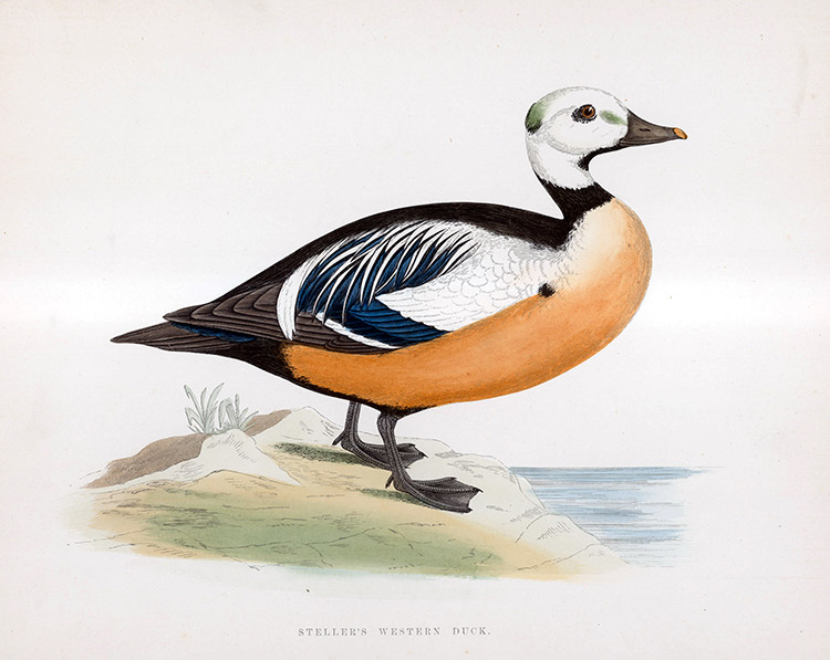 Steller's Western Duck - hand coloured lithograph 1891 (Print) by Beverley R Morris Art at The Illustration Art Gallery