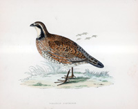 Virginian Partridge - hand coloured lithograph 1891 (Print)