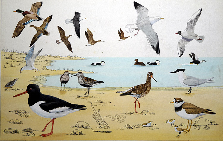 Shore Birds (Original) by John Rignall Art at The Illustration Art Gallery